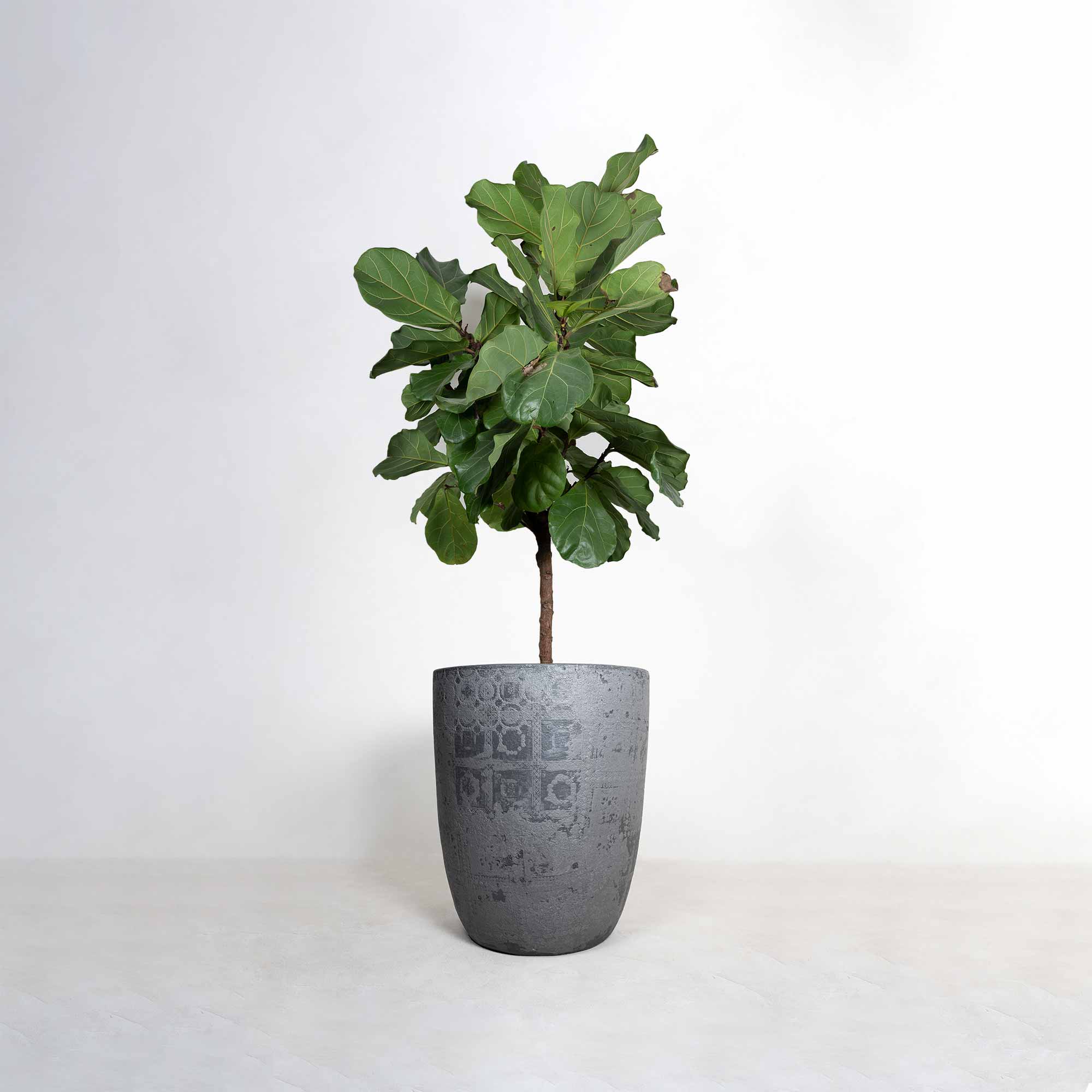 Pot 1 with plant