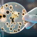 Combat mold infestation: Innovative solutions with MVM AG